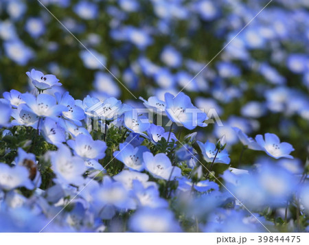 ネモフィラ（52） 39844475