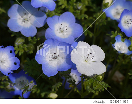 ネモフィラ（72） 39844495