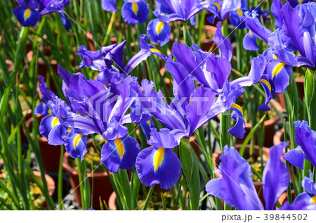 菖蒲の花 アヤメ花 アリス 39844502
