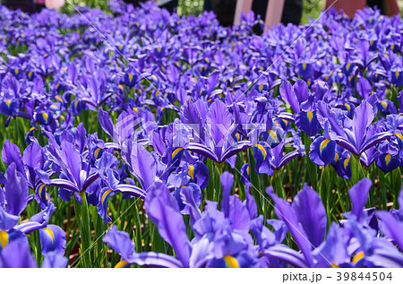 菖蒲の花 アヤメ花 アリスの写真素材