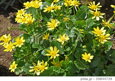 ヒメリュウキンカ 姫立金花 の写真素材