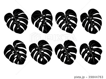 Monstera deliciosa house plant tropical leaves 39844763