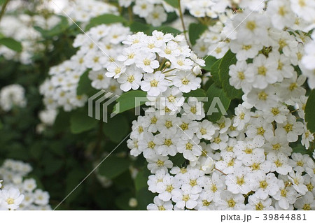 コデマリ 白い花の写真素材