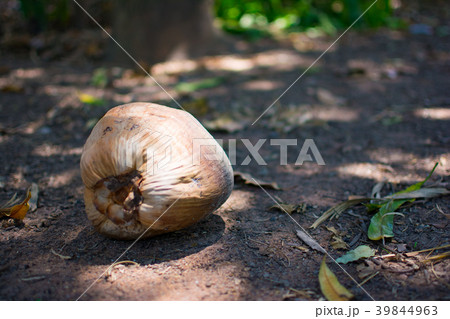 Brown Coconut is placed on the ground 39844963
