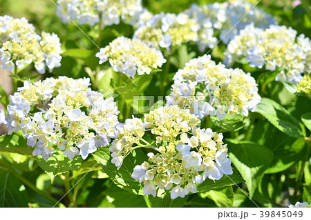 アジサイ開花はじめの写真素材
