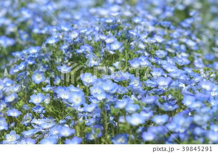 ネモフィラの花畑 ネモフィラの花畑 39845291