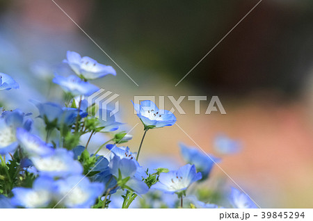 ネモフィラの花畑 39845294