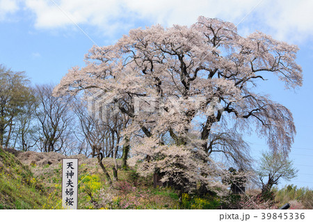 天神夫婦桜　福島県 39845336