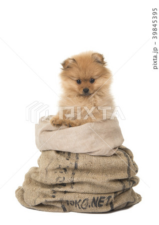 Cute pomerenian puppy dog in a burlap bag 39845395