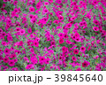 ペチュニア 39845640