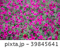 ペチュニア 39845641