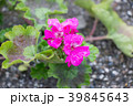 ゼラニウム 39845643