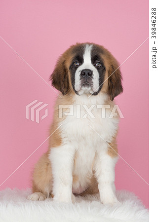 Sitting saint bernard puppy at a pink background Sitting saint bernard puppy at a pink background 39846288