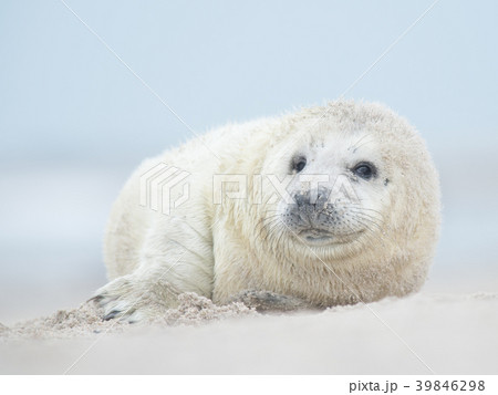 Cute baby grey seal lying on a beach 39846298