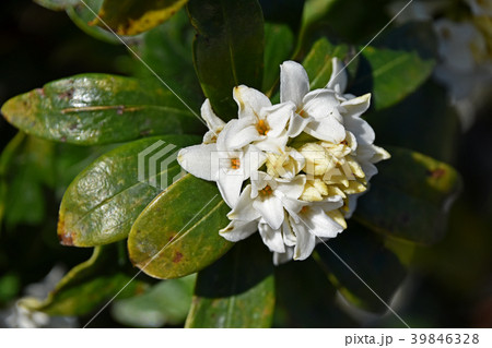 シロバナジンチョウゲ 39846328