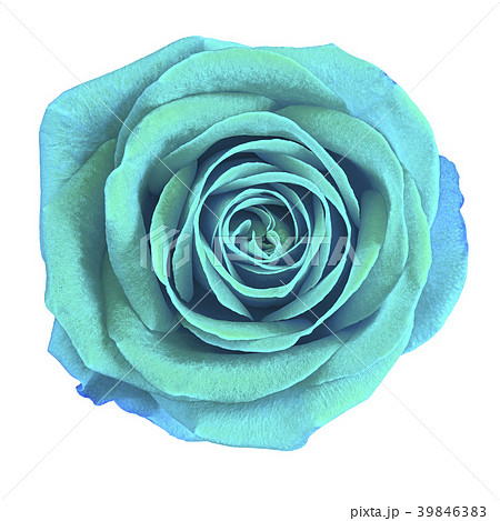 Flower cyan rose  isolated on white background 39846383