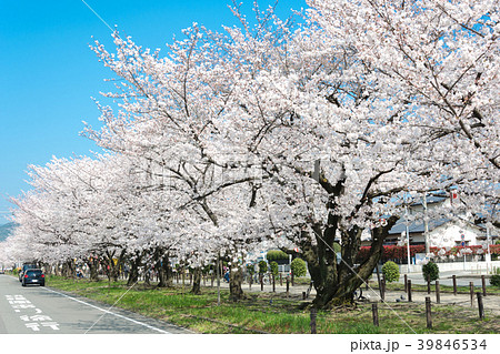 DouglasLaingEpicurean&TheIleachCASK(桜並木様 JCCC桜の木開花予想ページ開設