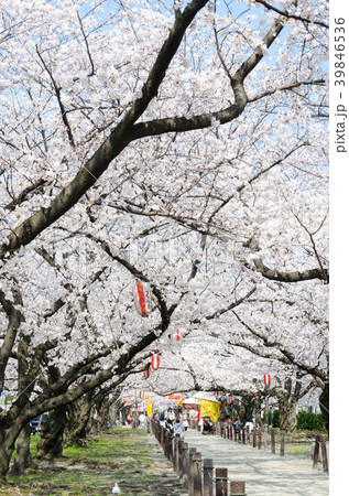 春町・西春町桜並木 春町・西春町桜並木 39846536