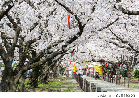 春町・西春町桜並木 39846558