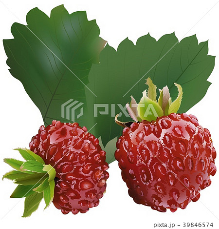 Wild Strawberry and Leaves 39846574