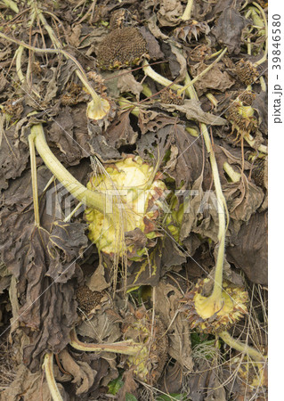 ひまわり 39846580