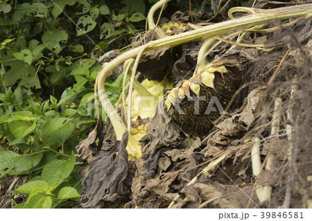 ひまわり 39846581