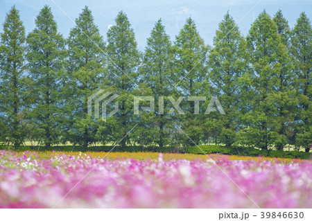 生駒高原のコスモス畑 39846630