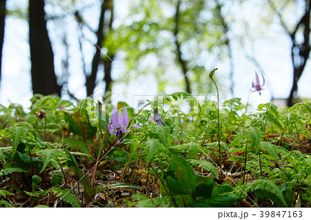 カタクリの花 清水山の森 カタクリの花 清水山の森 39847163