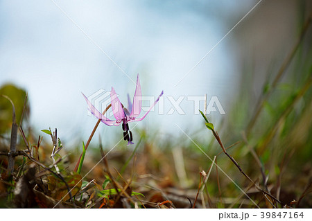カタクリの花 清水山の森 カタクリの花 清水山の森 39847164
