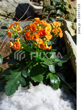 Kalanchoe plant with orange flowers 39847526