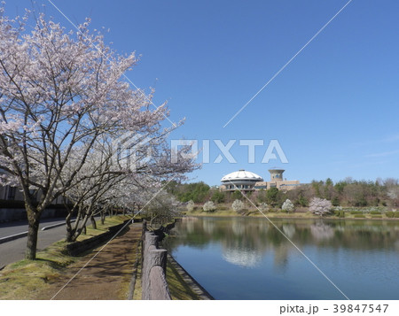 杉焼池と桜並木 ( 2018年3月 岐阜県土岐市 道の駅「土岐美濃焼街道」) 39847547