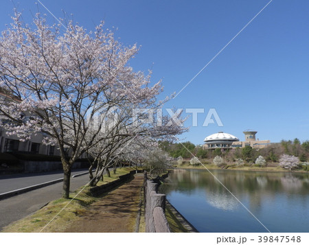 杉焼池と桜並木 ( 2018年3月 岐阜県土岐市 道の駅「土岐美濃焼街道」) 39847548