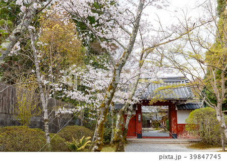 常照寺と桜 常照寺と桜 39847745