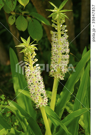 ユーコミス 39847857