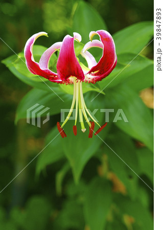 カノコユリ 39847893