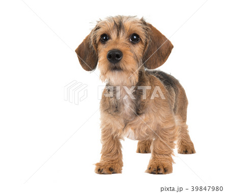 Standing cute wire haired dachshund puppy  39847980