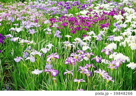 ハナショウブ ハナショウブ 39848266