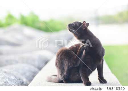 テトラポットの黒い野良猫の写真素材