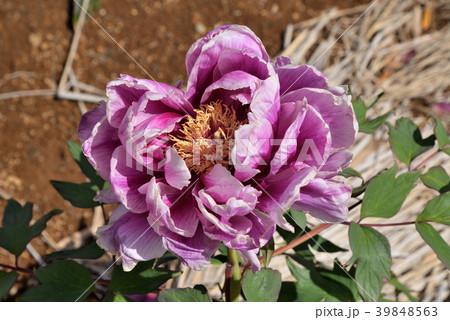 ボタン(笑獅子) ボタン(笑獅子) 39848563