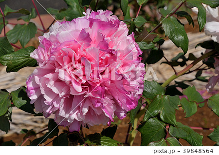 ボタン(春紅寿) ボタン(春紅寿) 39848564