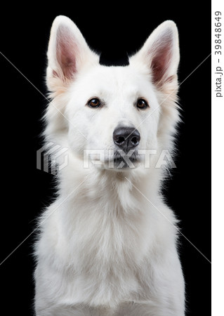 Portrait of a Swiss white shepherd 39848649
