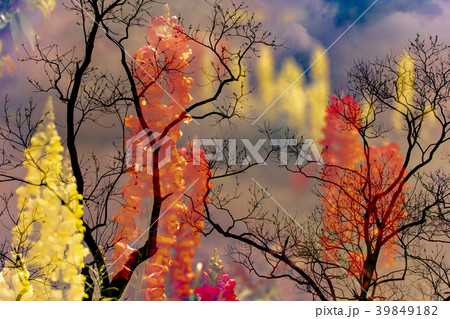 多重露光風景樹と花 多重露光風景樹と花 39849182