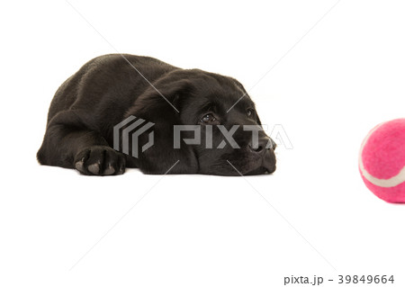 Black retriever puppy dog lying down with ball 39849664