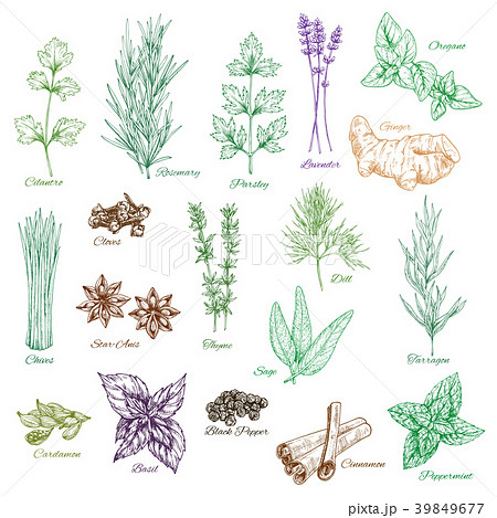 Vector icons set of spices and herbs seasonings Vector icons set of spices and herbs seasonings 39849677
