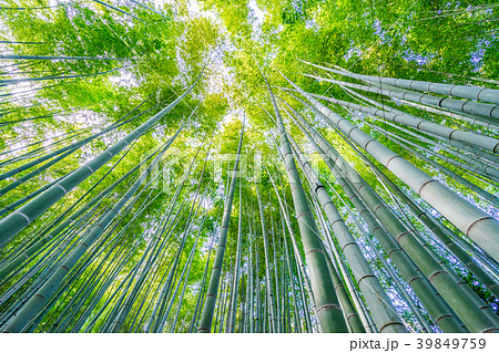 神奈川県 竹林の写真素材