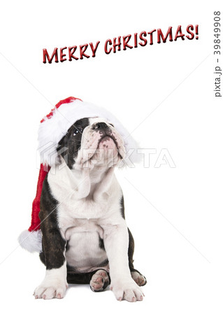 Cute english bulldog puppy wearing santa's hat Cute english bulldog puppy wearing santa's hat 39849908