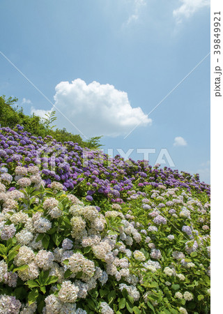 アジサイ アジサイ 39849921