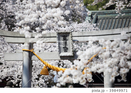 満開の桜と世良田東照宮 39849971