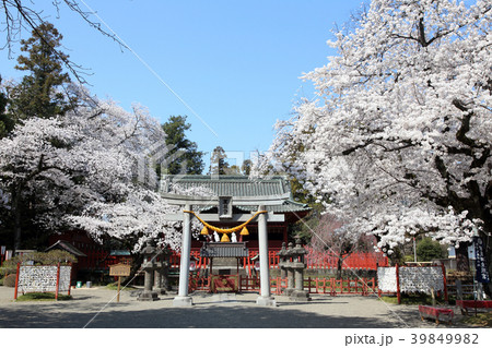 満開の桜と世良田東照宮 39849982