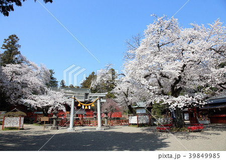 満開の桜と世良田東照宮 39849985